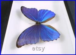 Papillon Morpho naturalisé Morpho didius (Insecte, entomologie, taxidermie)