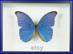 Papillon Morpho naturalisé Morpho didius (Insecte, entomologie, taxidermie)