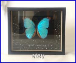 Papillon Morpho sous cadre Bluetwo Papillon Morpho sous cadre Bluetwo
