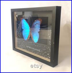 Papillon Morpho sous cadre Bluetwo Papillon Morpho sous cadre Bluetwo