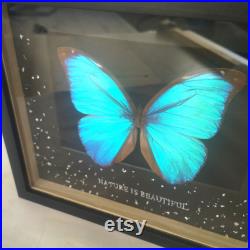 Papillon Morpho sous cadre Bluetwo Papillon Morpho sous cadre Bluetwo
