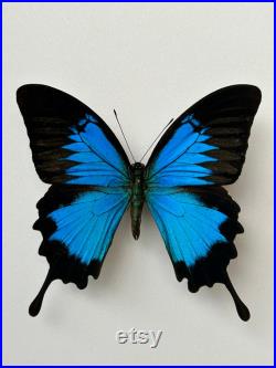 Papillon Papillio Ulysses Indonésie pour taxidermie entomologie et curiosités