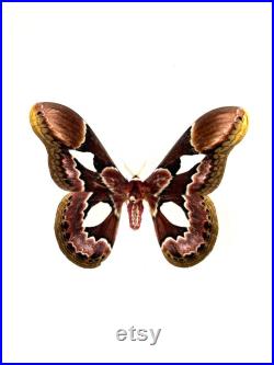 Papillon Rothschildia Erycina Spécimen Naturalisé, Insecte Collection, Insecte, Décoration Curiosités, Collectionneur