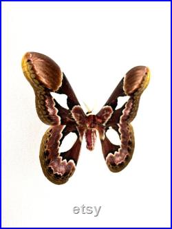 Papillon Rothschildia Erycina Spécimen Naturalisé, Insecte Collection, Insecte, Décoration Curiosités, Collectionneur