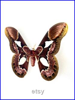 Papillon Rothschildia Erycina Spécimen Naturalisé, Insecte Collection, Insecte, Décoration Curiosités, Collectionneur