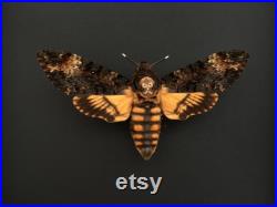 Papillon Sphinx Tête de Mort Acherontia Atropos Femelle envergure XL naturalisé sous cadre en bois noir-Curiosité- Le Silence des Agneaux