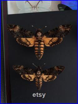 Papillon Sphinx Tête de Mort Acherontia Atropos Femelle envergure XL naturalisé sous cadre en bois noir-Curiosité- Le Silence des Agneaux