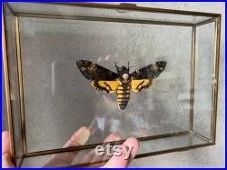 Papillon Sphinx Tête de Mort Acherontia Atropos XL naturalisé sous caisson 3D en verre et laiton -Cabinet Curiosite-Le Silence des Agneaux