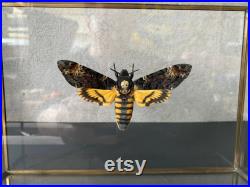 Papillon Sphinx Tête de Mort Acherontia Atropos XL naturalisé sous caisson 3D en verre et laiton -Cabinet Curiosite-Le Silence des Agneaux
