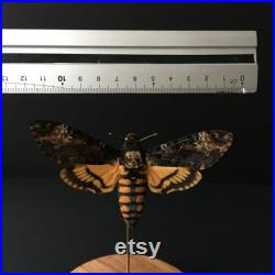 Papillon Sphinx Tête de Mort Acherontia Atropos XL naturalisé sous cloche en verre et socle en bois-Cabinet Curiosite-Le Silence des Agneaux