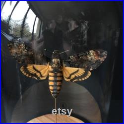 Papillon Sphinx Tête de Mort Acherontia Atropos XL naturalisé sous cloche en verre et socle en bois-Cabinet Curiosite-Le Silence des Agneaux