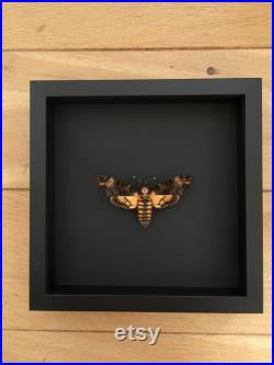 Papillon Sphinx Tête de Mort-Acherontia Atropos envergure XL naturalisé sous cadre en bois laqué noir-Décoration Le Silence des Agneaux