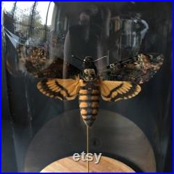 Papillon Sphinx Tête de Mort Acherontia Atropos naturalisé sous cloche en verre et socle en bois-Cabinet Curiosite-Le Silence des Agneaux