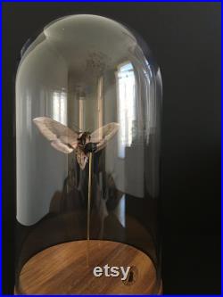 Papillon Sphinx ligustri Linnaeus appelé Sphinx du troène sous cloche en verre et socle en bois-Cabinet Curiosité- Entomologie
