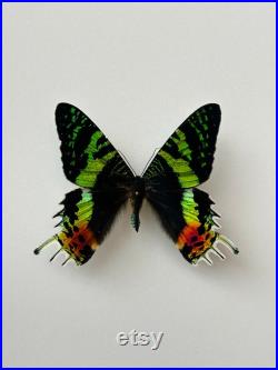 Papillon Urania Rhipheus Madagascar Monté pour taxidermie entomologie et curiosités