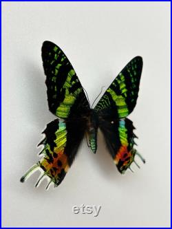 Papillon Urania Rhipheus Madagascar Monté pour taxidermie entomologie et curiosités