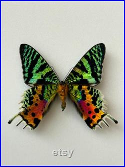 Papillon Urania Rhipheus Madagascar Monté pour taxidermie entomologie et curiosités