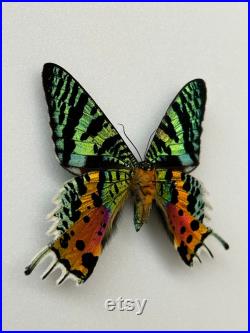 Papillon Urania Rhipheus Madagascar Monté pour taxidermie entomologie et curiosités