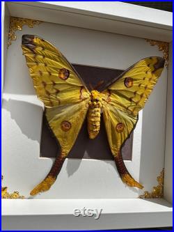 Papillon de Madagascar jaune et rose (Argema mittrei) sous cadre avec ornements métalliques entomologie, curiosité, dark decor