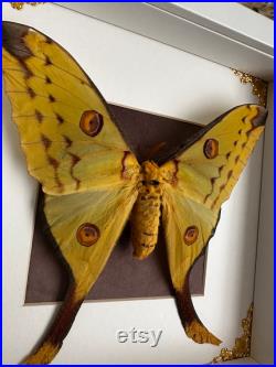 Papillon de Madagascar jaune et rose (Argema mittrei) sous cadre avec ornements métalliques entomologie, curiosité, dark decor