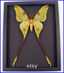 Papillon de nuit géant 10 1 4 LONG Argema mittrei XLarge Framed Moonlight Display