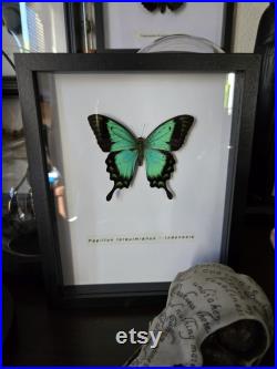 Papillon lorquimianius sous cadre noir