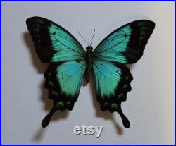 Papillon lorquimianius sous cadre noir
