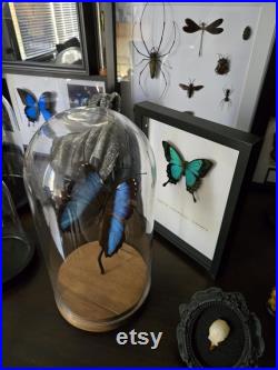 Papillon lorquimianius sous cadre noir