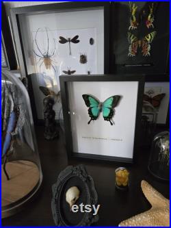 Papillon lorquimianius sous cadre noir