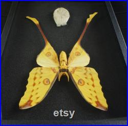 Papillon naturalisé Argema mittrei (mâle) géant avec cocon Insecte, entomologie, taxidermie
