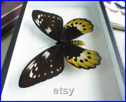 Papillon naturalisé Ornithoptera goliath ssp. (femelle) CITES (Entomologie, taxidermie, insecte)