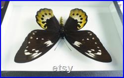 Papillon naturalisé Ornithoptera goliath ssp. (femelle) CITES (Entomologie, taxidermie, insecte)