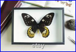 Papillon naturalisé Ornithoptera goliath ssp. (femelle) CITES (Entomologie, taxidermie, insecte)