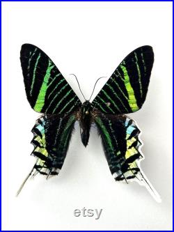 Papillon naturalisé Urania Leilus Spécimen monté, épinglé Papillon tropical rare Spécimen entomologique pour cabinet de curiosités