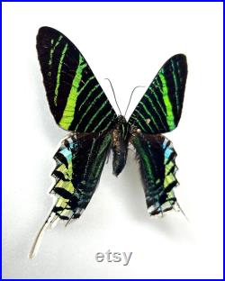 Papillon naturalisé Urania Leilus Spécimen monté, épinglé Papillon tropical rare Spécimen entomologique pour cabinet de curiosités