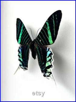 Papillon naturalisé Urania Leilus Spécimen monté, épinglé Papillon tropical rare Spécimen entomologique pour cabinet de curiosités