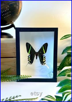 Papillon naturalisé Urania Leilus Spécimen monté, épinglé Papillon tropical rare Spécimen entomologique pour cabinet de curiosités