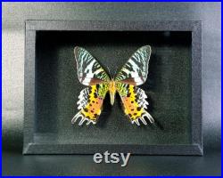 Papillon naturalisé en boite entomologique véritable Chrysiridia rhipheus (verso) (Insecte, entomologie, taxidermie, urania, curiosité)