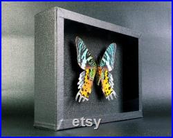 Papillon naturalisé en boite entomologique véritable Chrysiridia rhipheus (verso) (Insecte, entomologie, taxidermie, urania, curiosité)