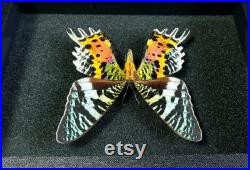 Papillon naturalisé en boite entomologique véritable Chrysiridia rhipheus (verso) (Insecte, entomologie, taxidermie, urania, curiosité)