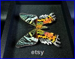 Papillon naturalisé en boite entomologique véritable Chrysiridia rhipheus (verso) (Insecte, entomologie, taxidermie, urania, curiosité)