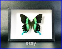 Papillon naturalisé en cadre entomologique Papilio blumei (Insecte, taxidermie, entomologie, curiosité) Papillon naturalisé en cadre entomologique Papilio blumei (Insecte, taxidermie, entomologie, curiosité)