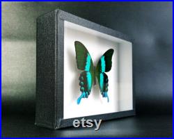 Papillon naturalisé en cadre entomologique Papilio blumei (Insecte, taxidermie, entomologie, curiosité) Papillon naturalisé en cadre entomologique Papilio blumei (Insecte, taxidermie, entomologie, curiosité)