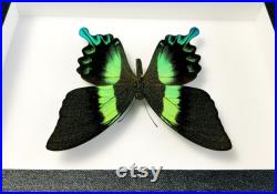 Papillon naturalisé en cadre entomologique Papilio blumei (Insecte, taxidermie, entomologie, curiosité) Papillon naturalisé en cadre entomologique Papilio blumei (Insecte, taxidermie, entomologie, curiosité)