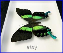 Papillon naturalisé en cadre entomologique Papilio blumei (Insecte, taxidermie, entomologie, curiosité) Papillon naturalisé en cadre entomologique Papilio blumei (Insecte, taxidermie, entomologie, curiosité)