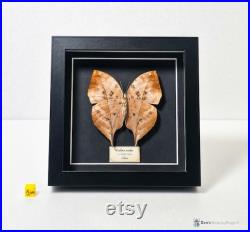 Papillon naturalisé sous cadre, cabinet de curiosité entomologie Papillon naturalisé sous cadre, cabinet de curiosité entomologie