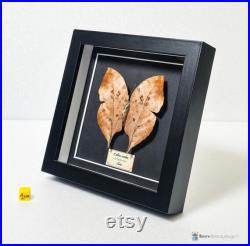 Papillon naturalisé sous cadre, cabinet de curiosité entomologie Papillon naturalisé sous cadre, cabinet de curiosité entomologie