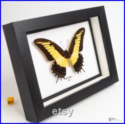 Papillon naturalisé sous cadre, cabinet de curiosité entomologie