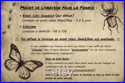 Papillon naturalisé sous cadre, cabinet de curiosité entomologie