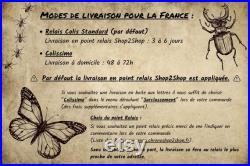 Papillon naturalisé sous cadre, cabinet de curiosité entomologie Papillon naturalisé sous cadre, cabinet de curiosité entomologie